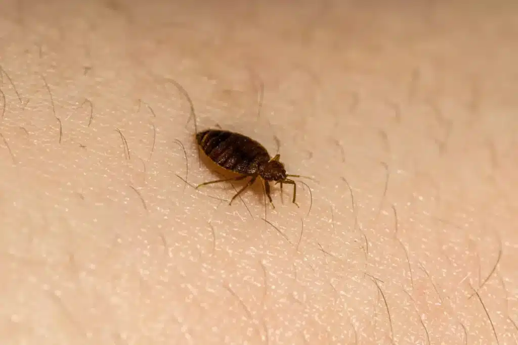 photo of a bed bug on a person